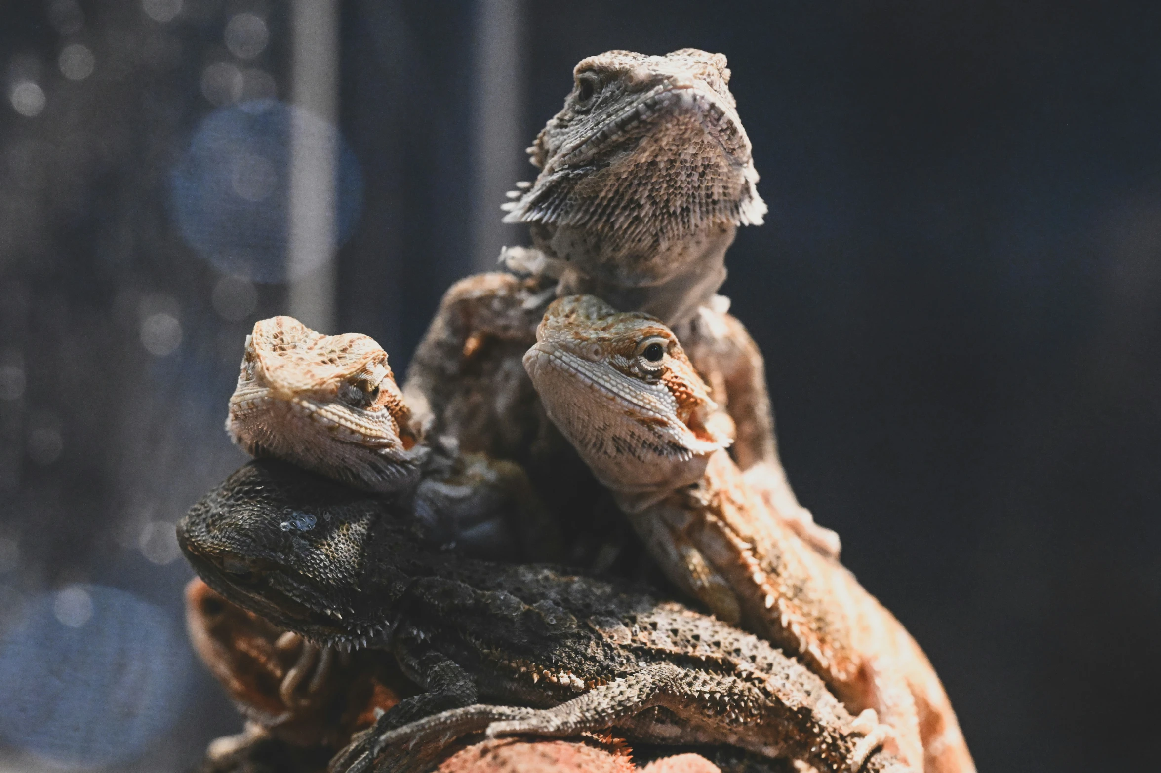 two lizards perched on the top of an adult gecko