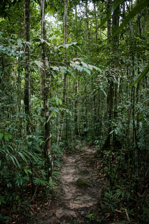 a forest with lots of trees and lots of green plants