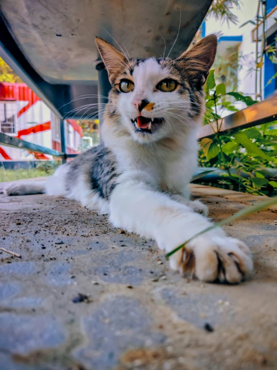 a cat laying down on a cement surface