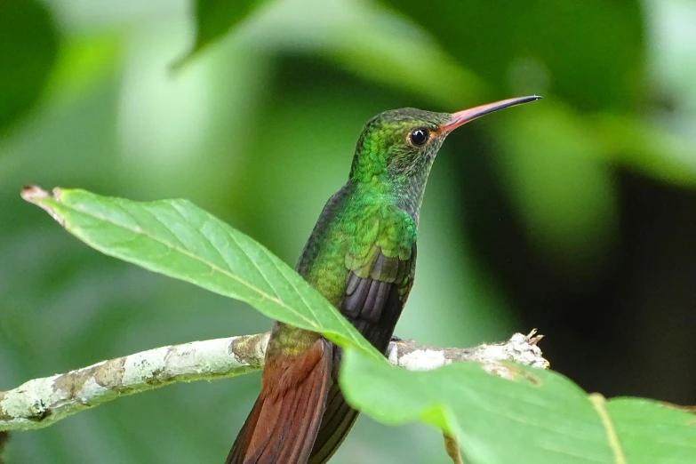 a green humming bird sitting on top of a nch