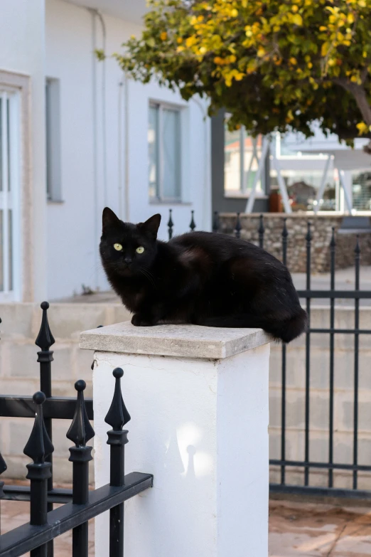 a black cat sitting on top of a fence