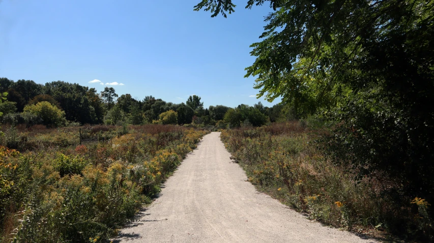 a long narrow trail in the woods is going through a clearing