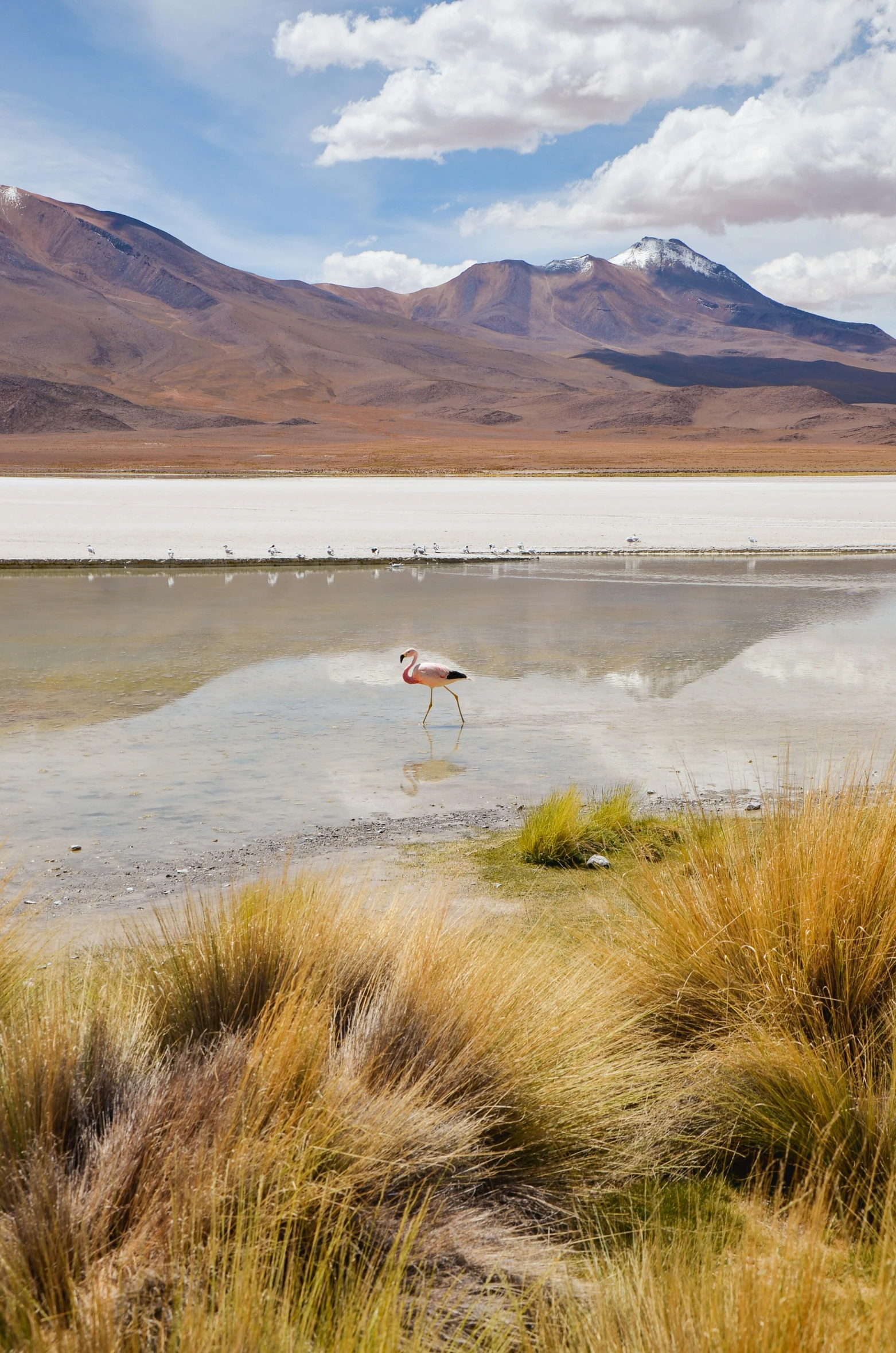 there is a bird standing in a waterhole