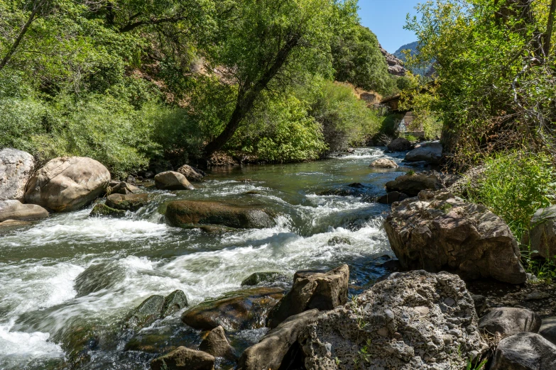 a river running through a forest filled with rocks