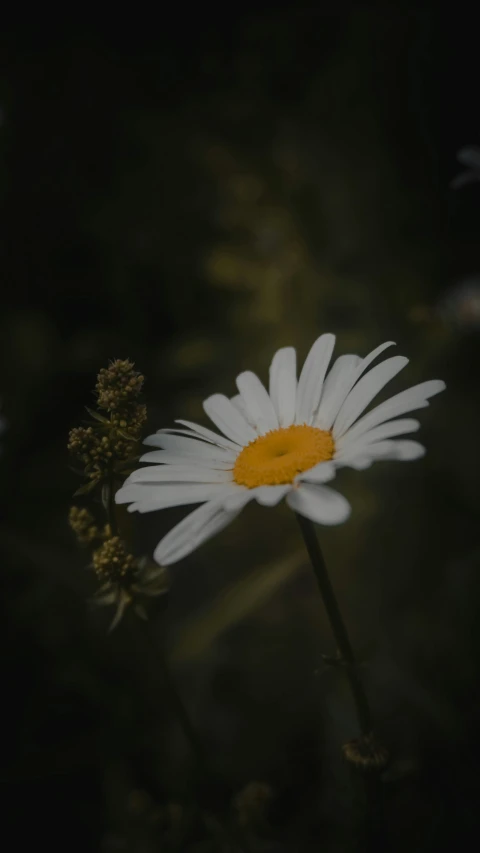 the yellow center on a white flower is the focal point