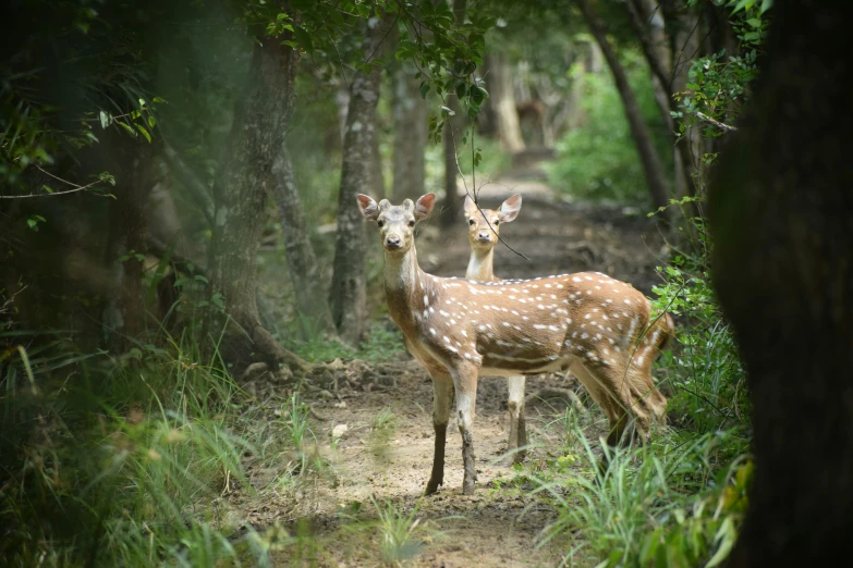 two deer in the woods look towards camera