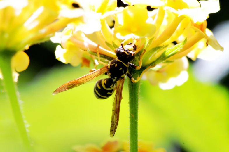 a bug that is sitting on a flower