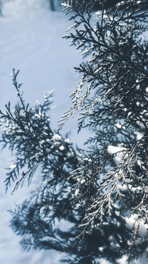 the snow is still on the nches of a tree