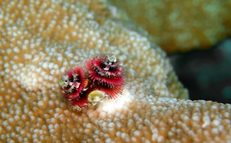 an octo's tentacles are on top of a sponge