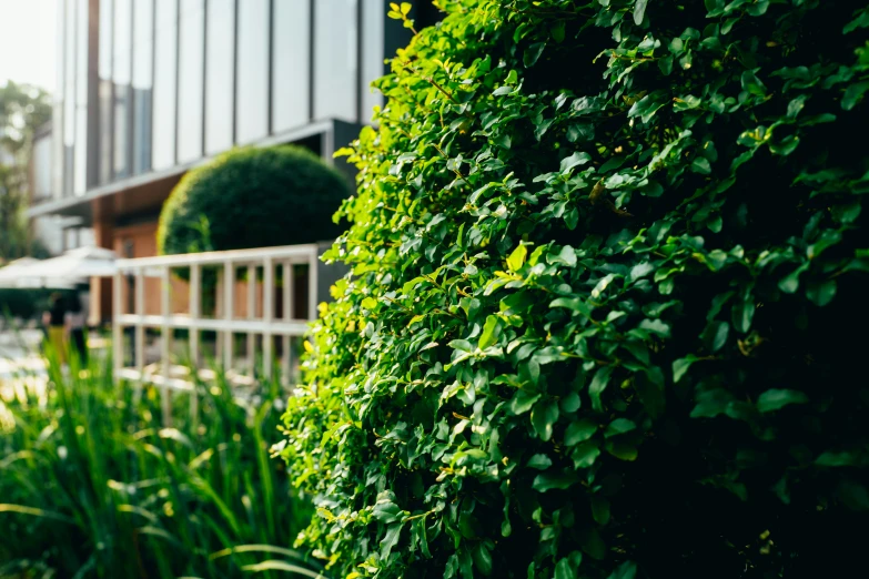 the side of a building covered in a covering of leaves