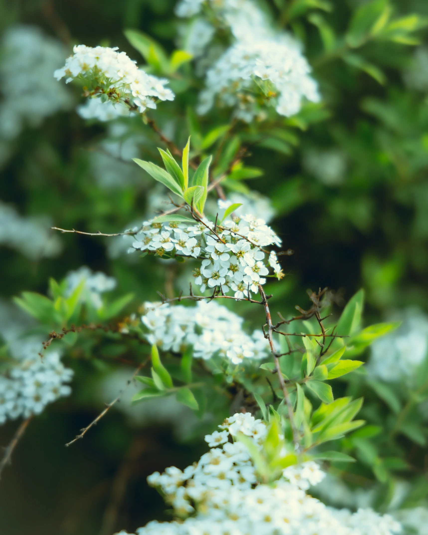 small white flowers are growing out of some nches