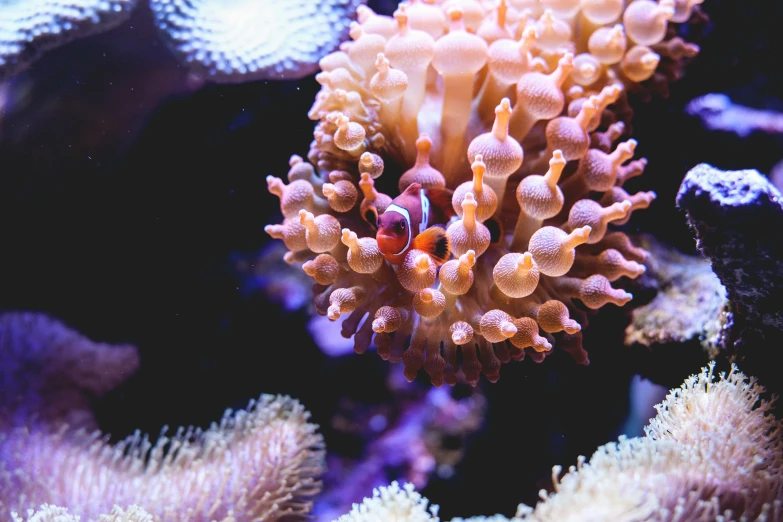 close up of corals on the reef in the sea