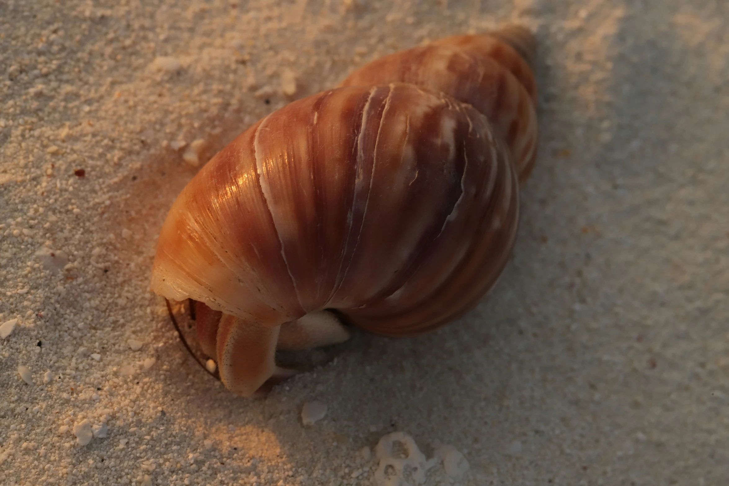 close up view of a sea shell on sandy surface