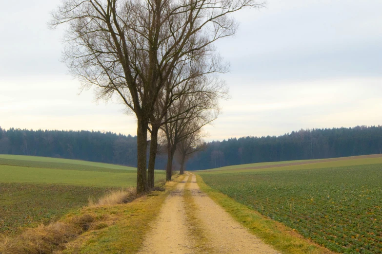 two trees that are standing on a dirt road