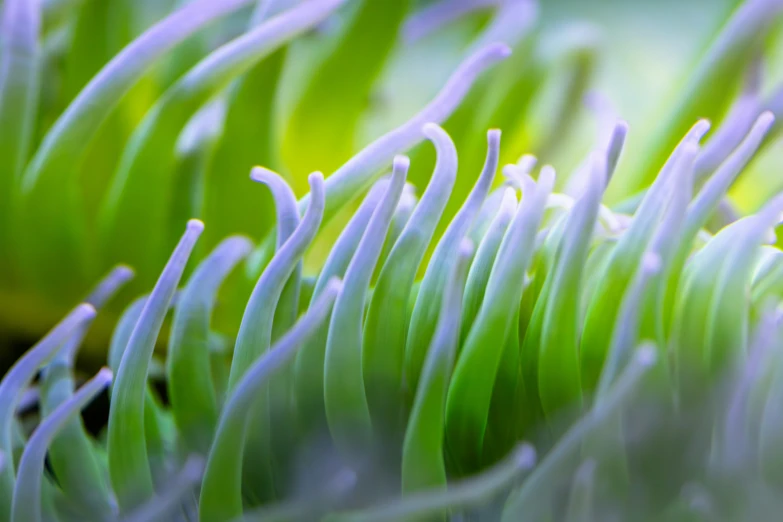 a close up view of grass with some white flowers