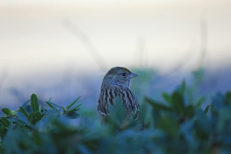 a small bird stands tall between some plants