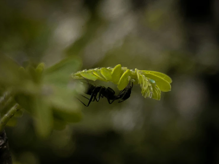 a fly insect resting on a yellow flower