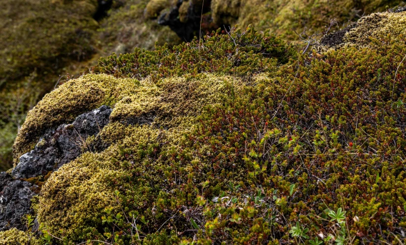 a grassy hill covered in lots of moss and rocks