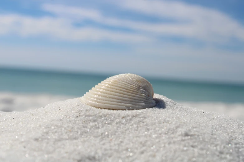 seashell resting in the sand and on a beach