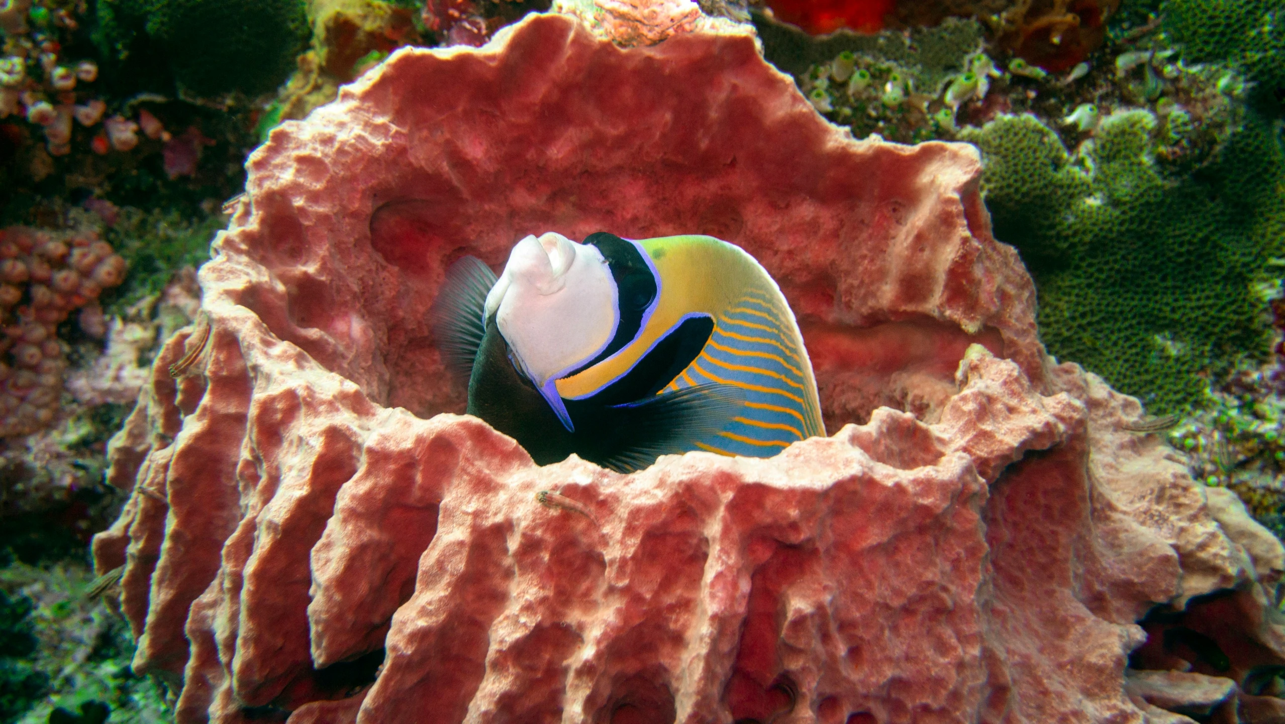 a colorful, blue and yellow fish swimming by a coral