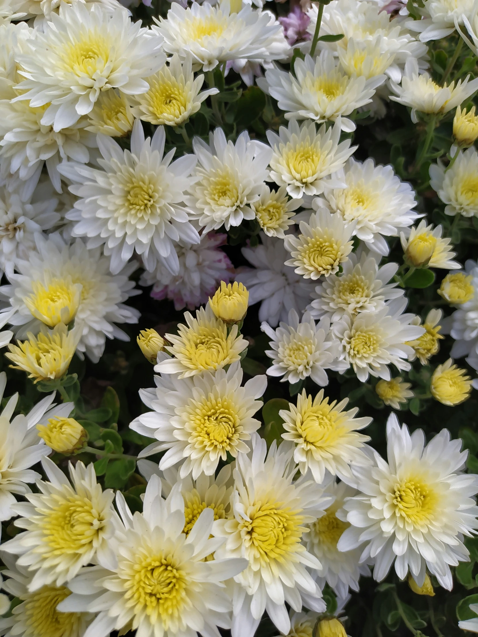 a very close up picture of some pretty flowers