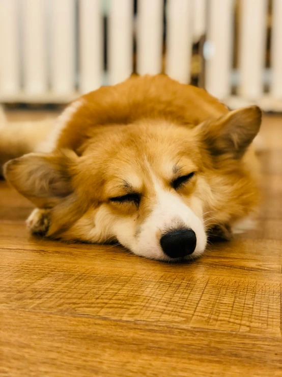 the dog is asleep on the hardwood floor near the radiator
