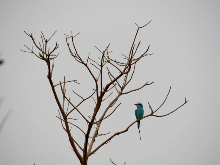 a blue bird sits on the nch of a bare tree