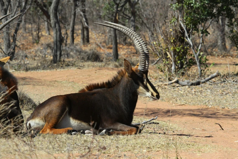 two brown and black zes laying on the ground