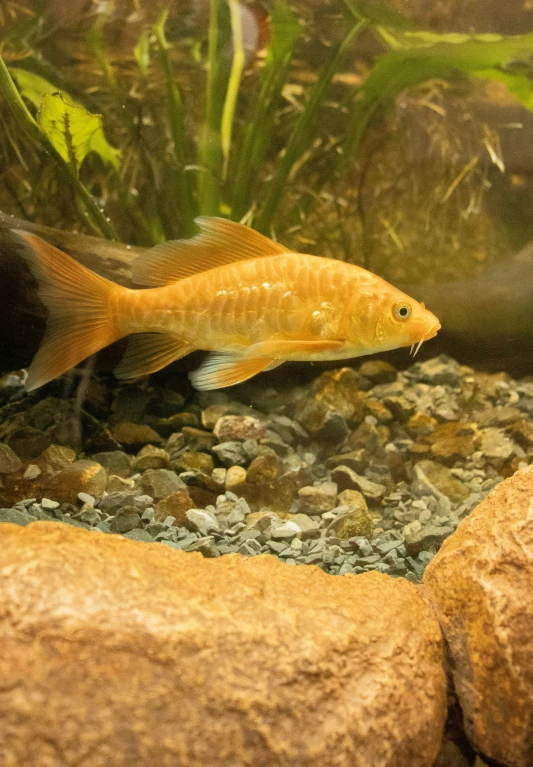 a small fish sitting in an aquarium surrounded by rocks