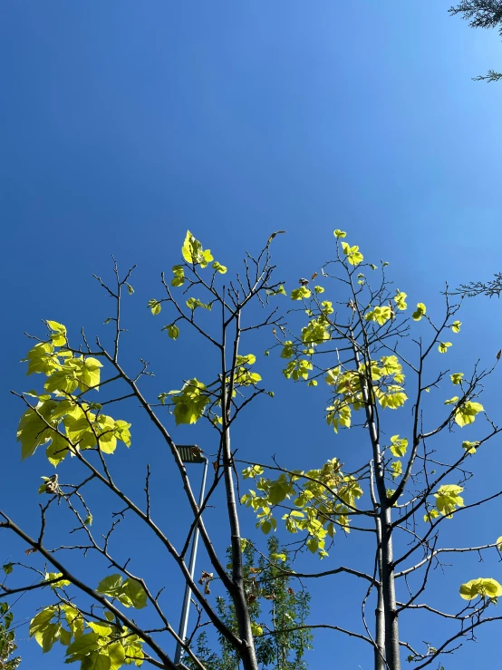 an almost empty tree with yellow leaves and a blue sky