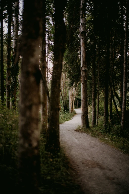 a dark picture of trees and a road that is near the woods