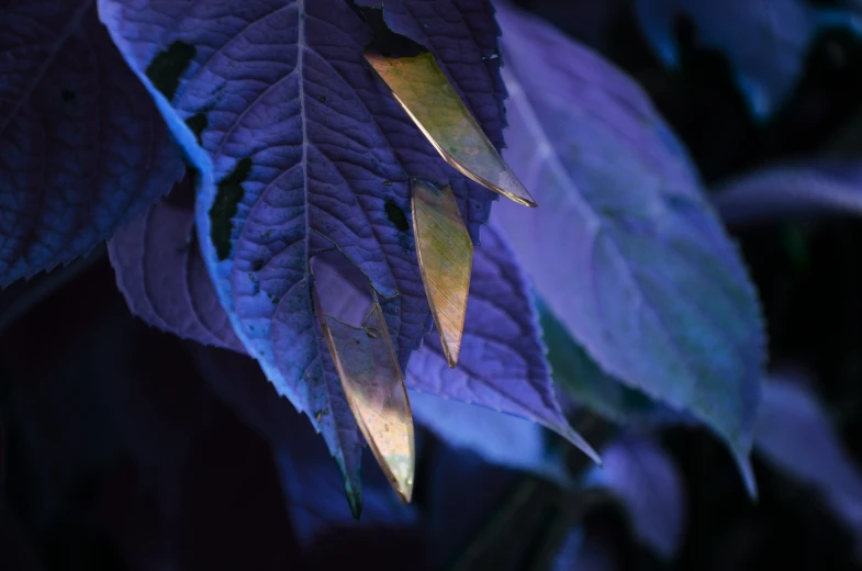 close up view of purple leaf with water droplets on it