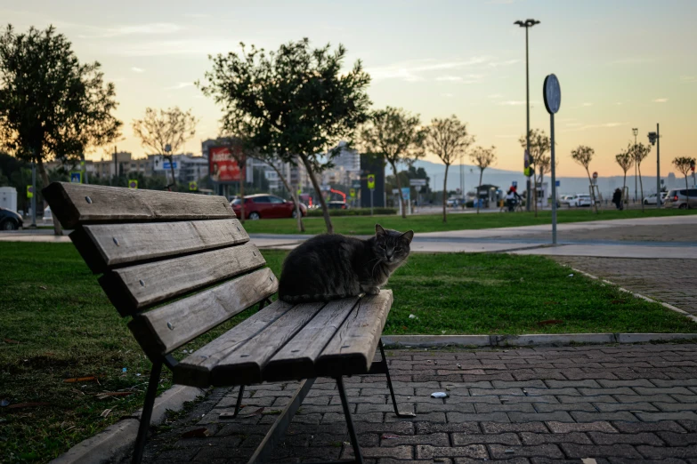 a cat sits on an empty bench on the sidewalk