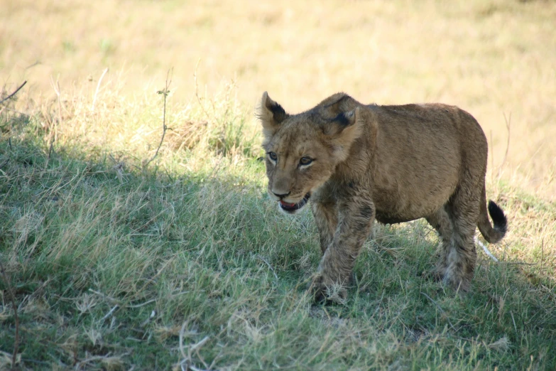 the baby lion is walking across the grass field