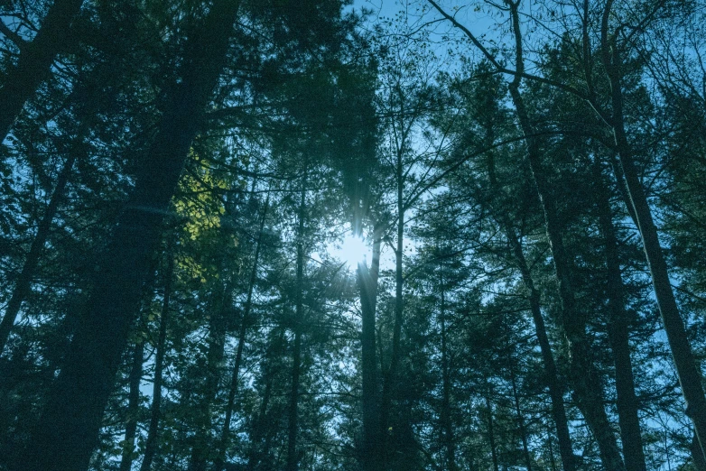 an image of looking up into the sky through trees