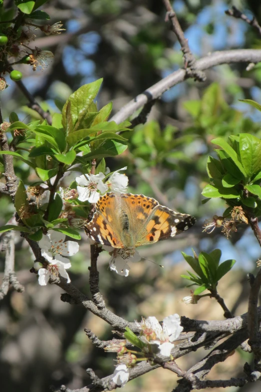 a erfly perched on a nch of a tree