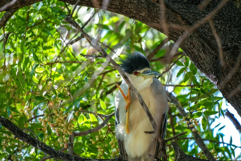 a bird perched on top of a tree nch