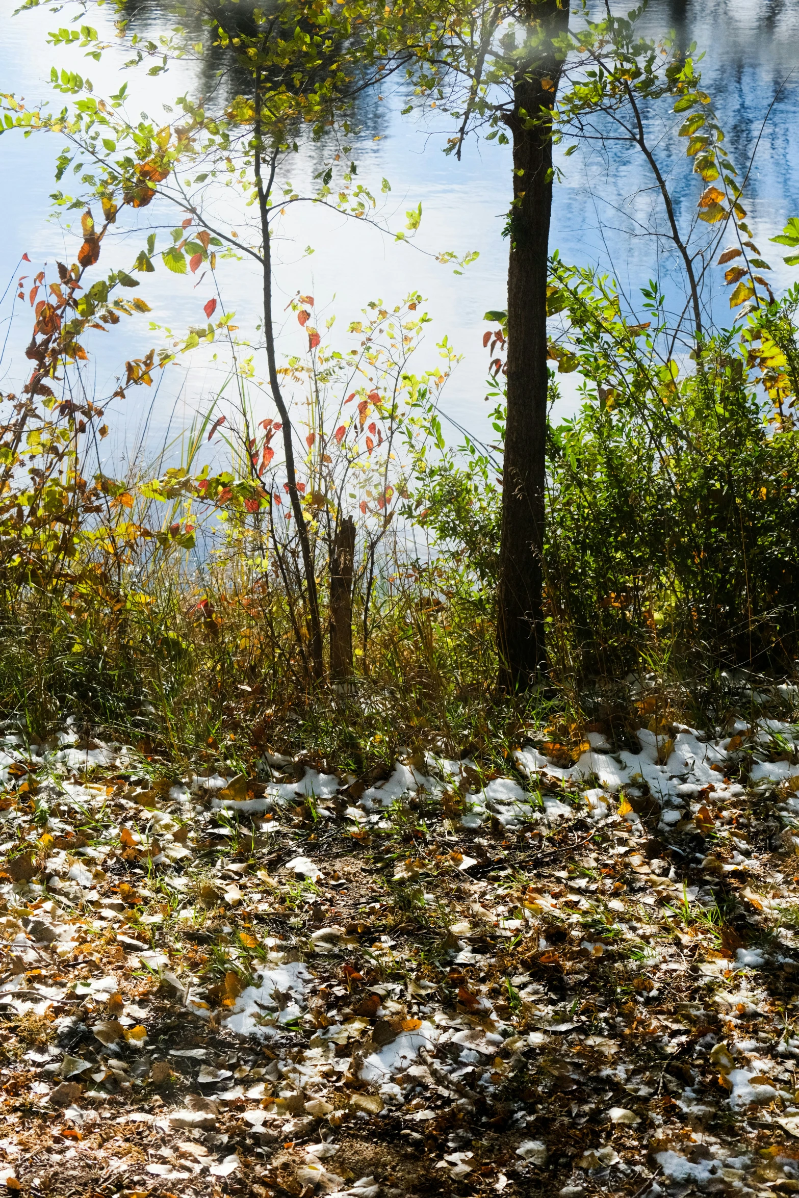 birds in an area of grass and leaves next to a body of water