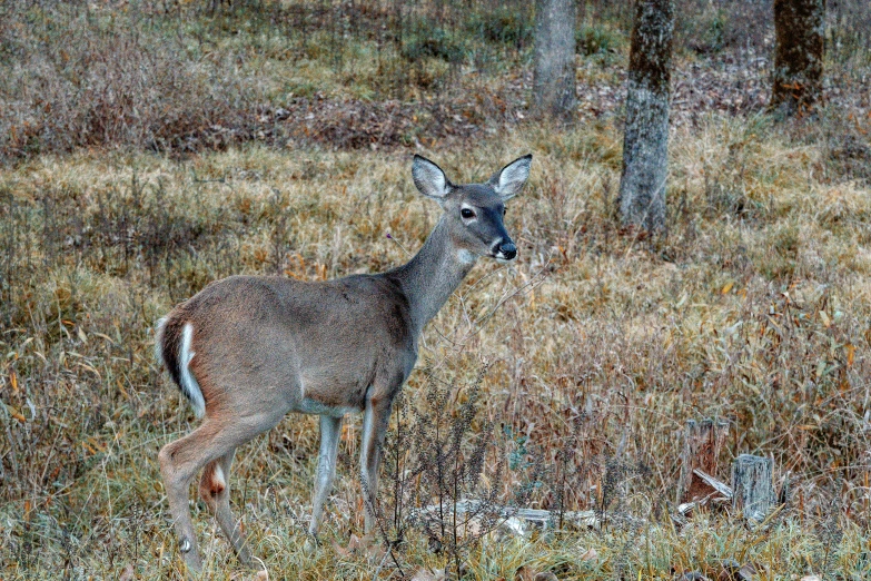 a deer is standing in the brush in front of trees