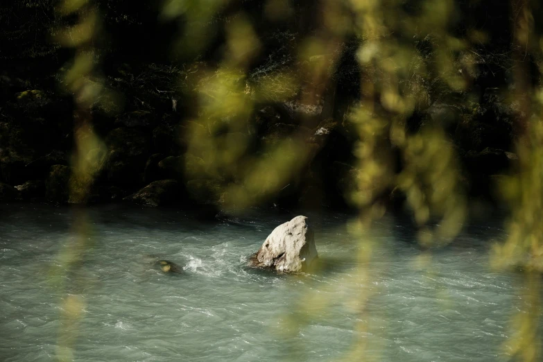 a bird wades through shallow water in the middle of a forest