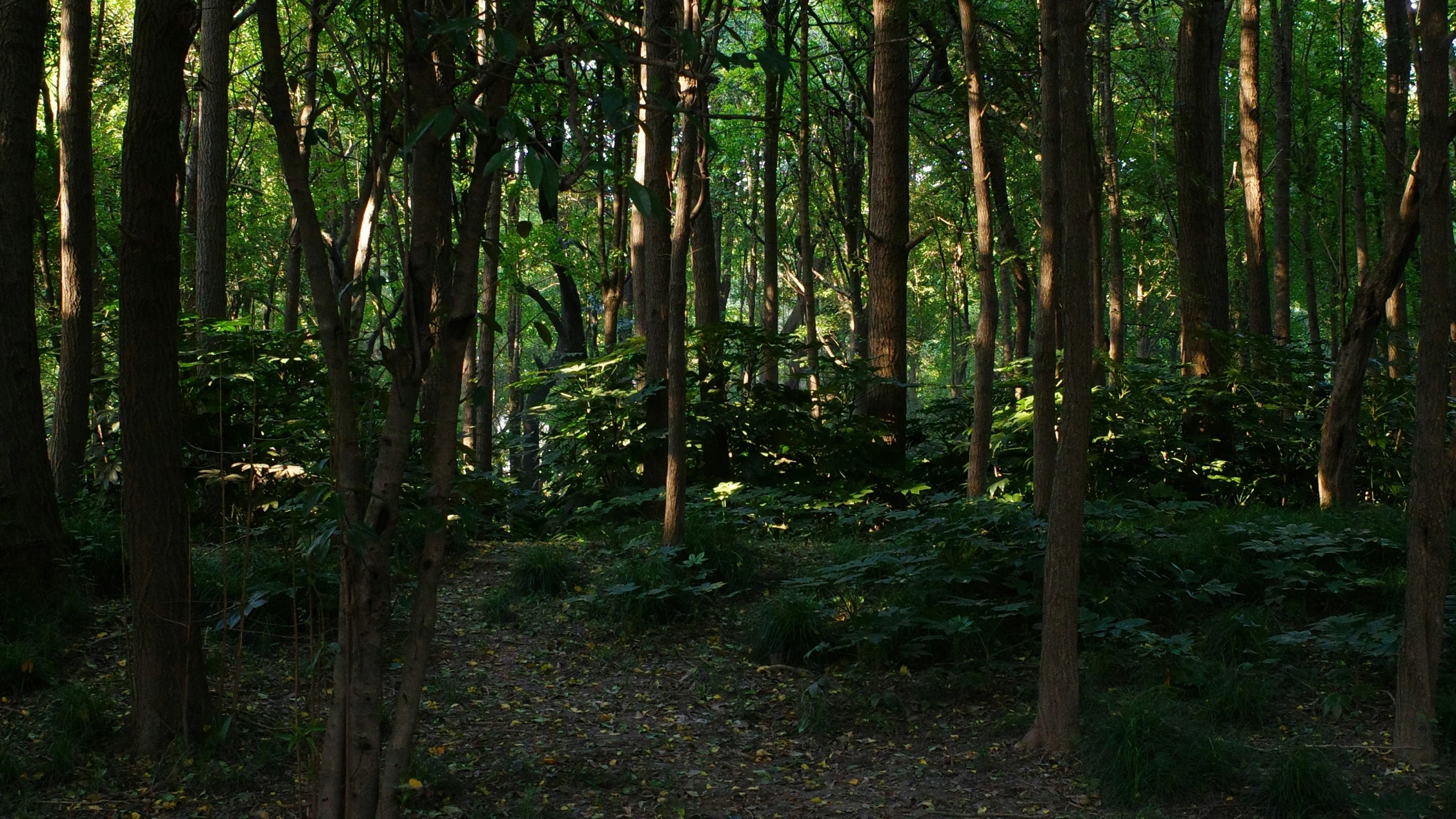 the sun shining through many different trees and bushes