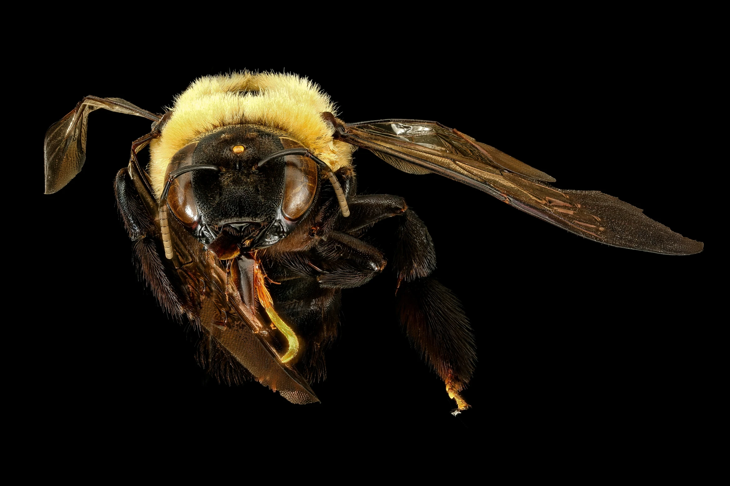 a bum bee with its head on the end of it's body