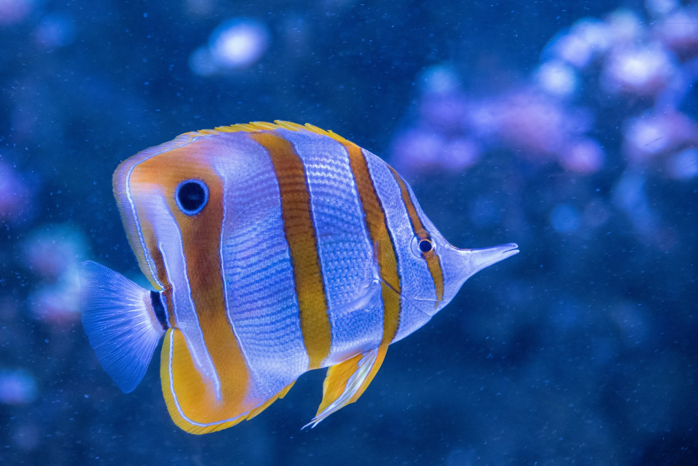 an orange, blue and white striped fish looking around in a coral tank