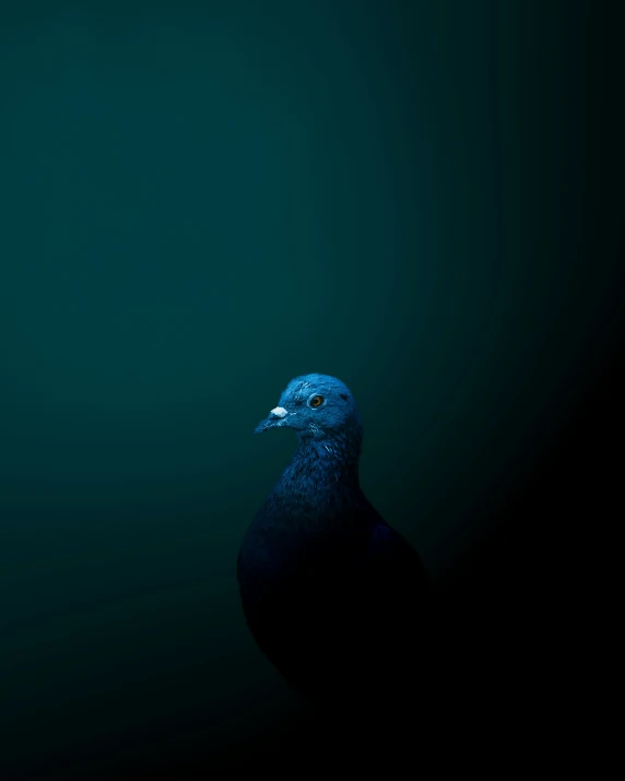 a blue bird is standing in a black area