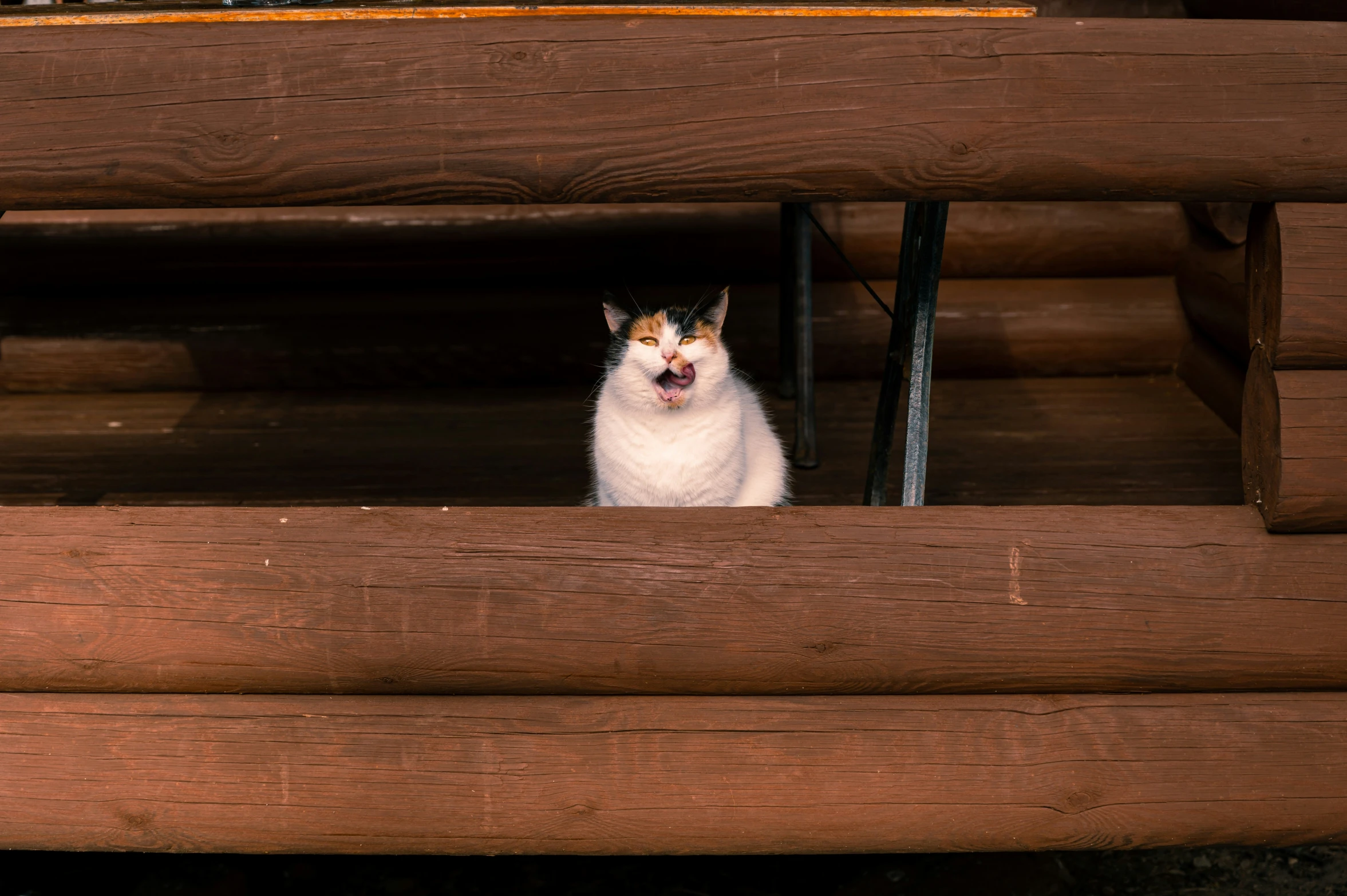 a white cat sitting on top of a wooden floor