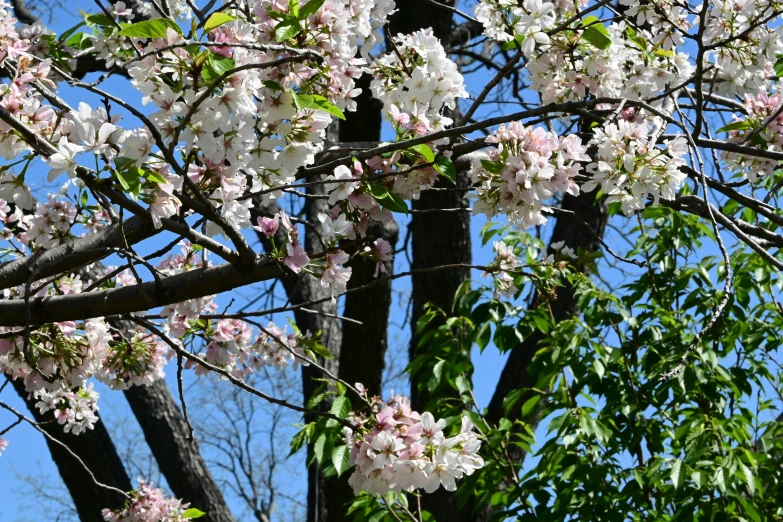 an apple tree is in bloom with white flowers