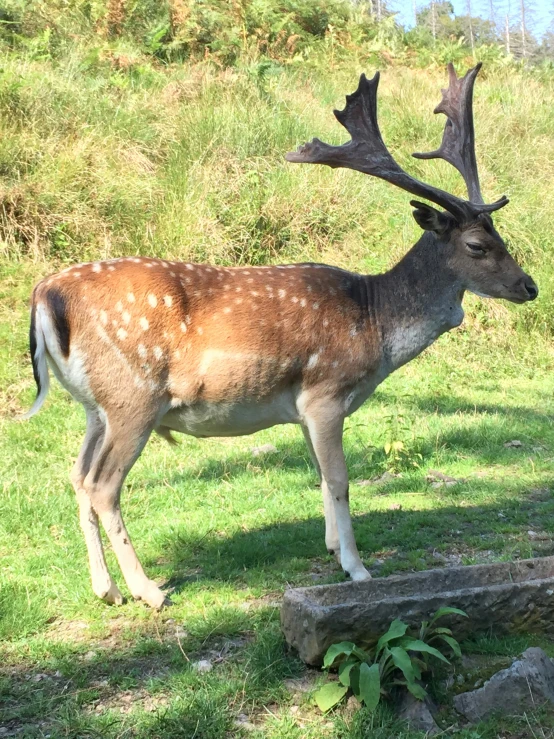 a deer with large antlers on the side of it's head