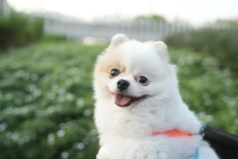 a small dog sitting in the back of a motorcycle