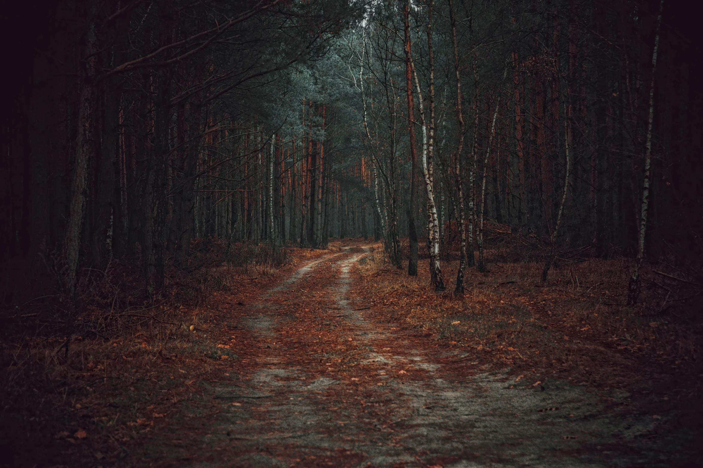 the path to a forest is lit by some trees