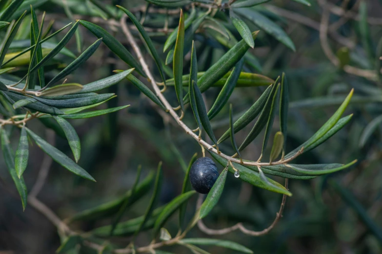 a leaf is seen that is green and leaves are dark